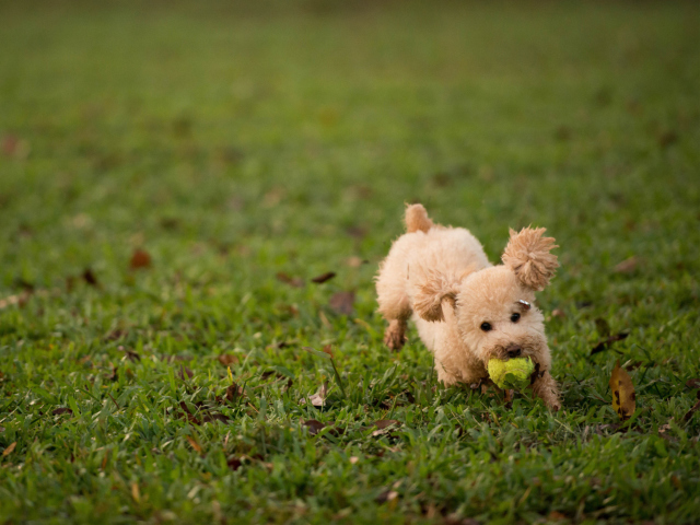 Fluffy Dog With Ball wallpaper 640x480