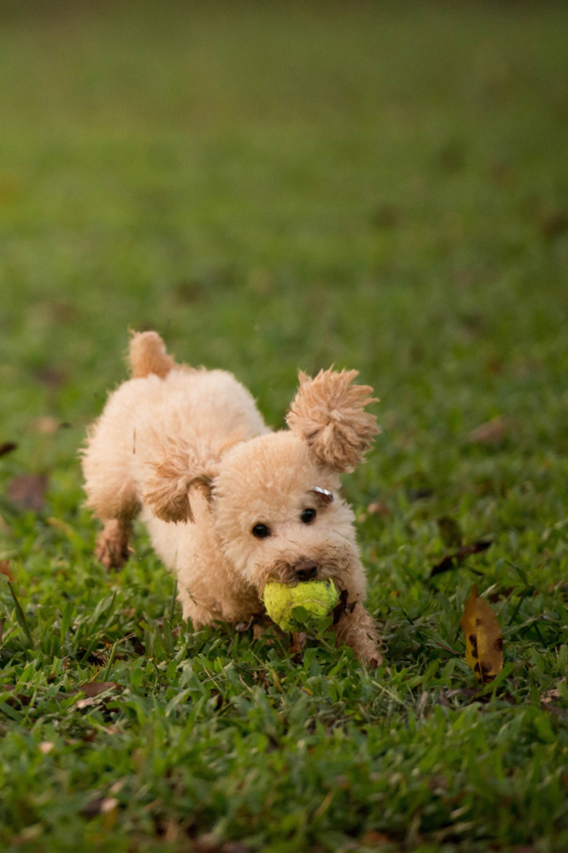 Fluffy Dog With Ball wallpaper 640x960