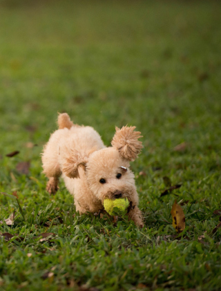 Fluffy Dog With Ball - Fondos de pantalla gratis para iPhone 3G