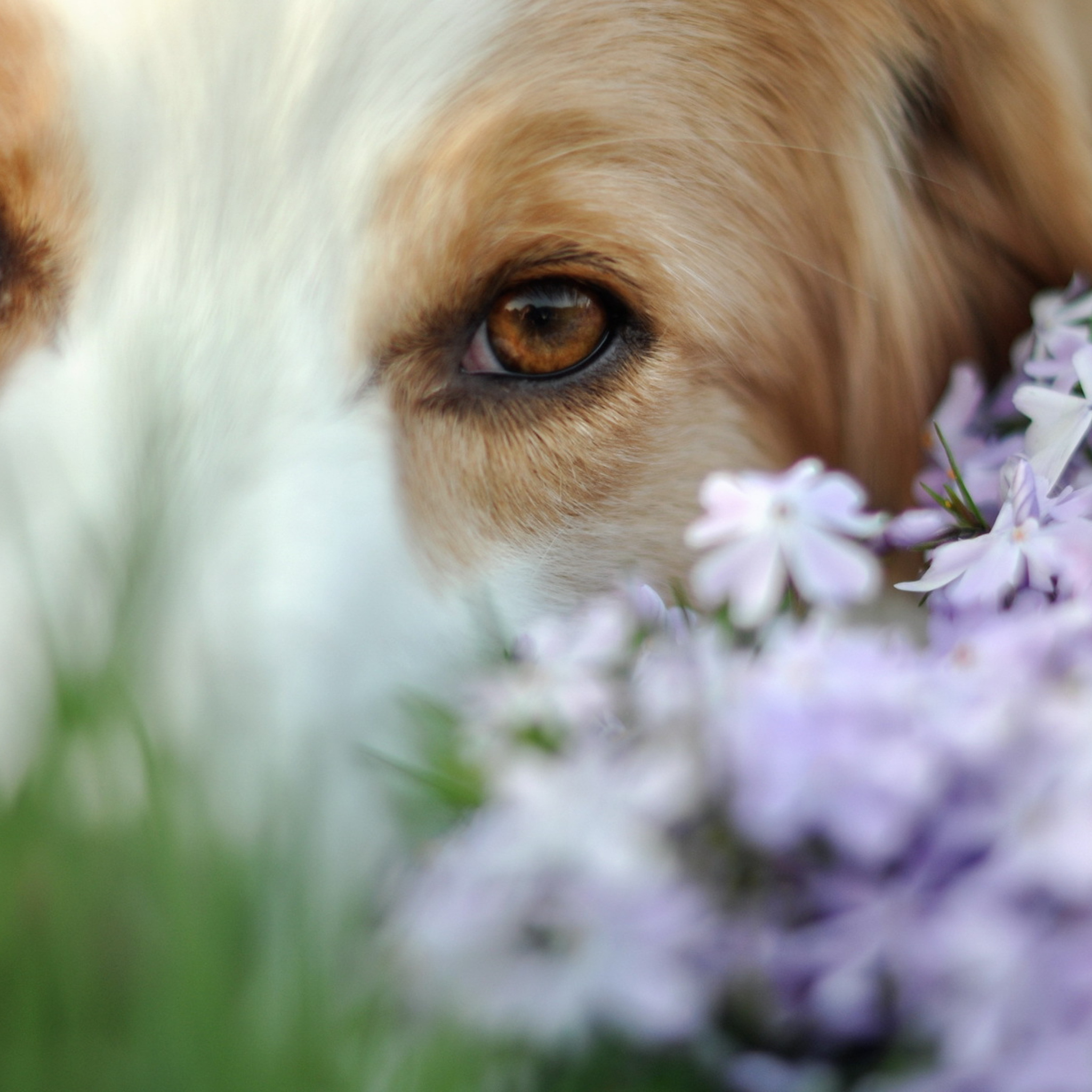 Best Friend Eyes screenshot #1 2048x2048