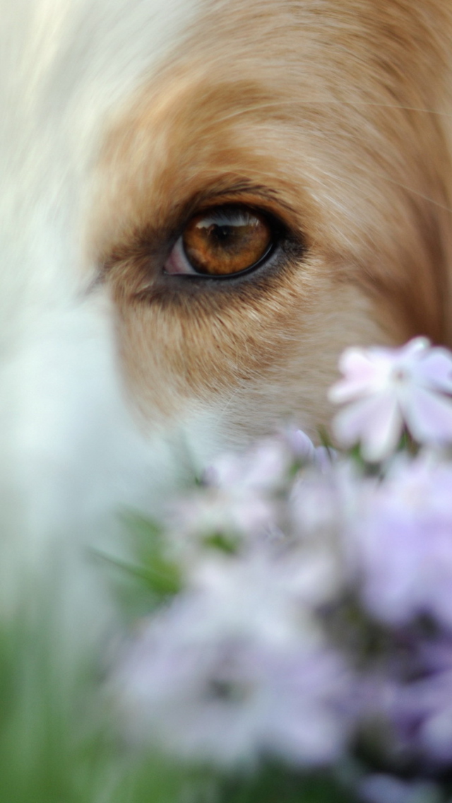 Best Friend Eyes wallpaper 640x1136