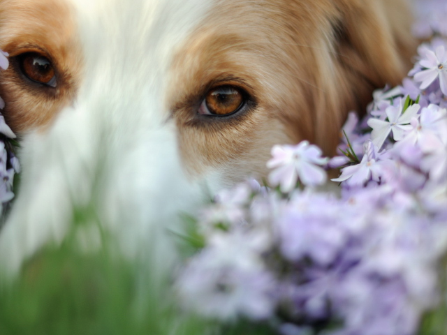 Best Friend Eyes wallpaper 640x480