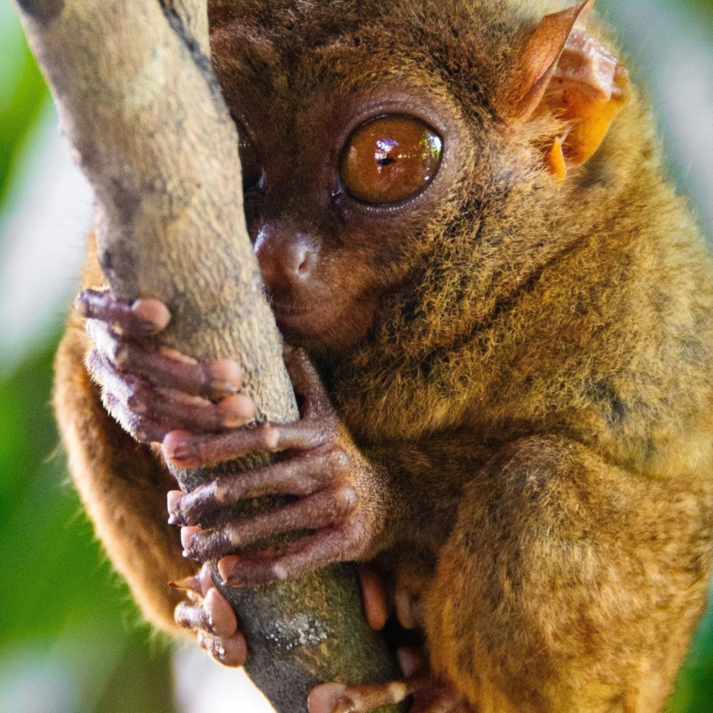 Fondo de pantalla Philippine Tarsier 1024x1024