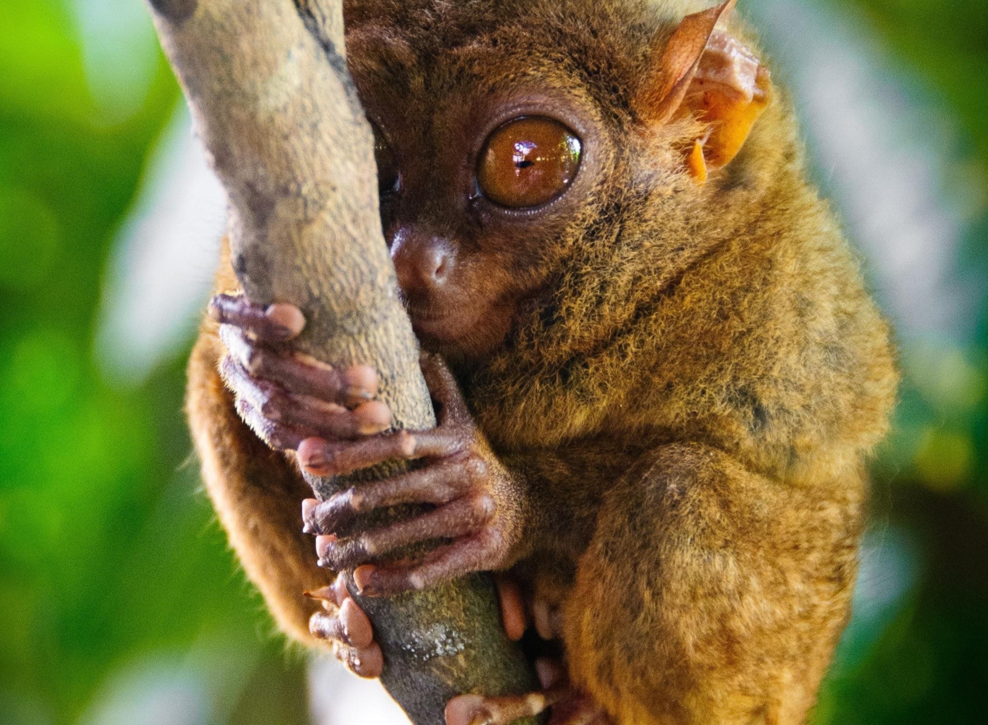 Das Philippine Tarsier Wallpaper 1920x1408