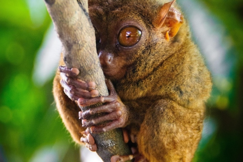 Das Philippine Tarsier Wallpaper 480x320