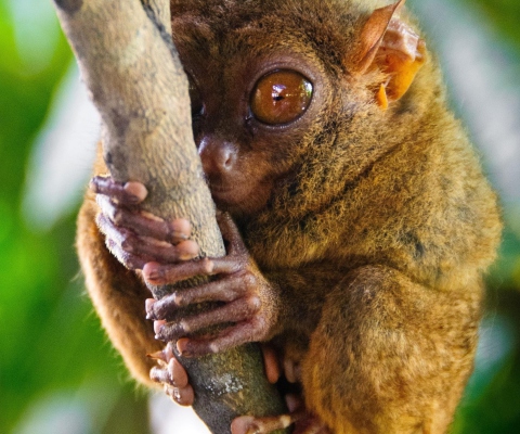 Sfondi Philippine Tarsier 480x400