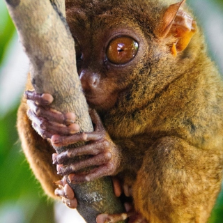 Philippine Tarsier - Obrázkek zdarma pro iPad 3