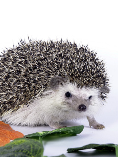 Обои Hedgehog 240x320