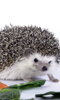 Hedgehog screenshot #1 240x400