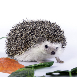 Hedgehog sfondi gratuiti per 2048x2048