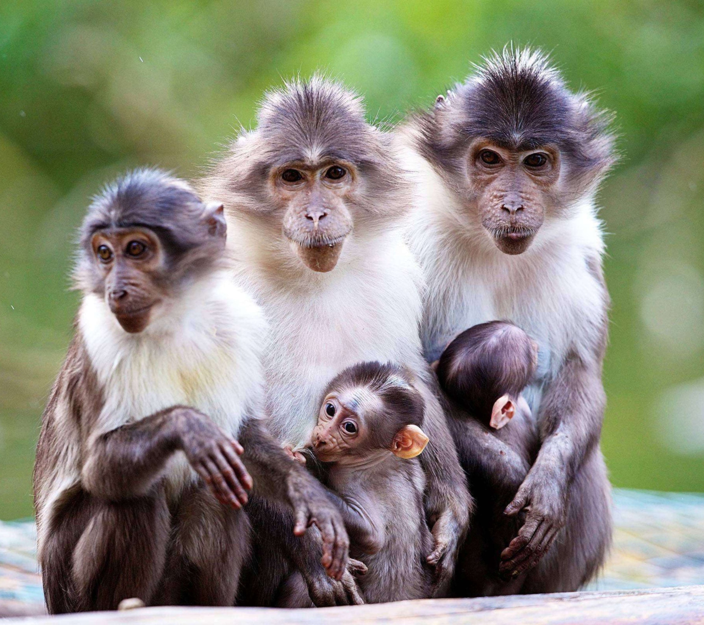 Fondo de pantalla Funny Monkeys With Their Babies 1440x1280