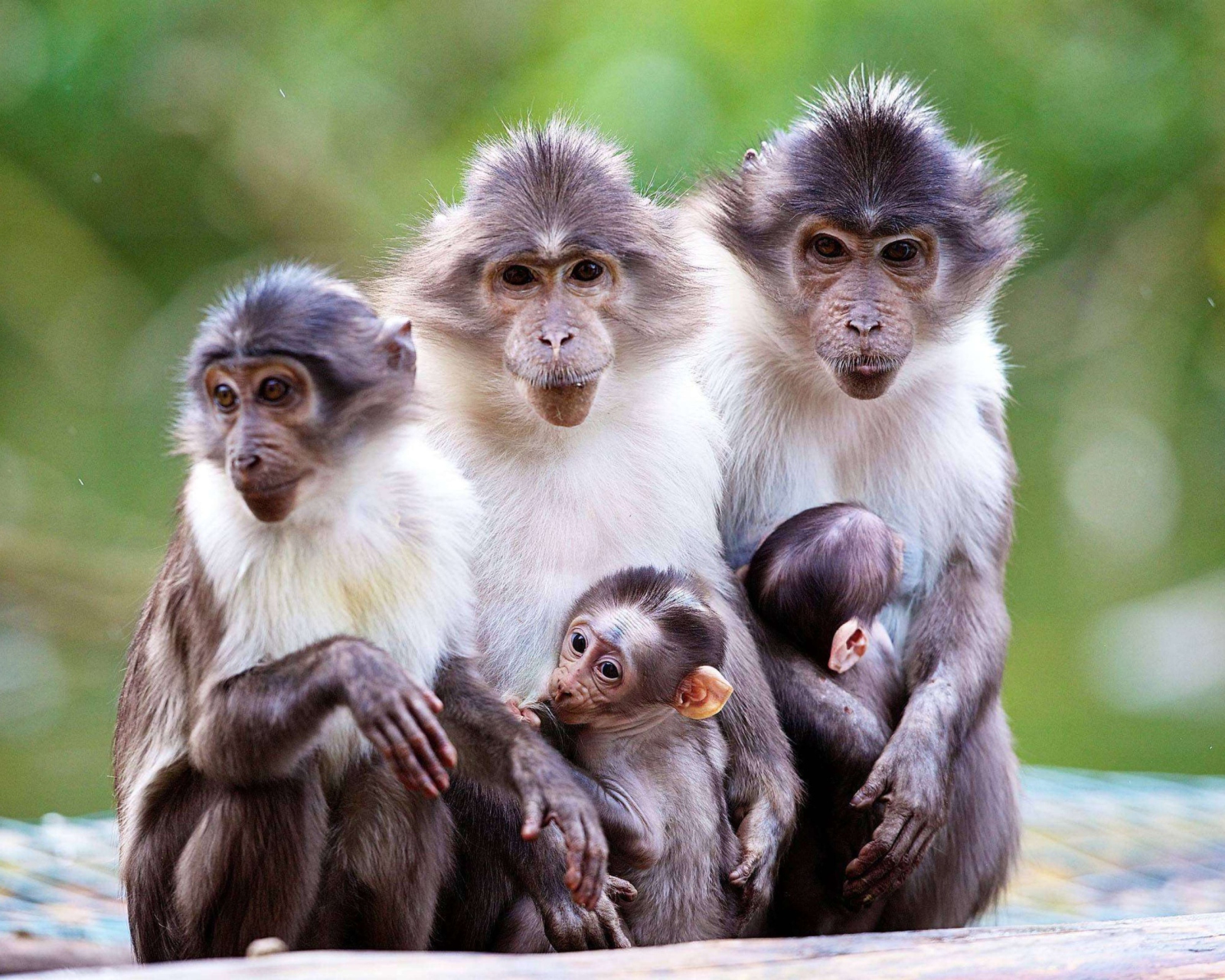 Das Funny Monkeys With Their Babies Wallpaper 1600x1280