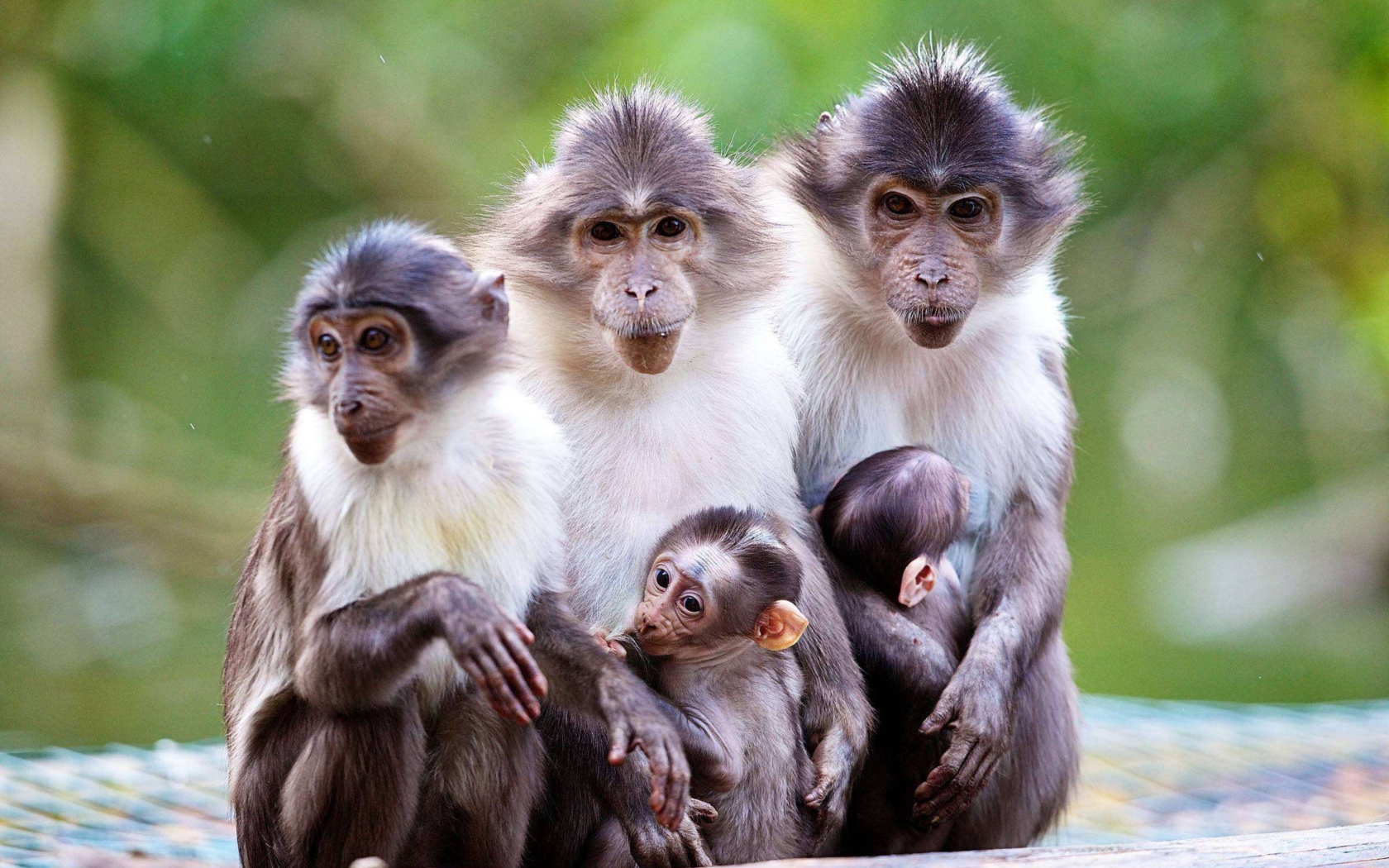 Sfondi Funny Monkeys With Their Babies 1680x1050
