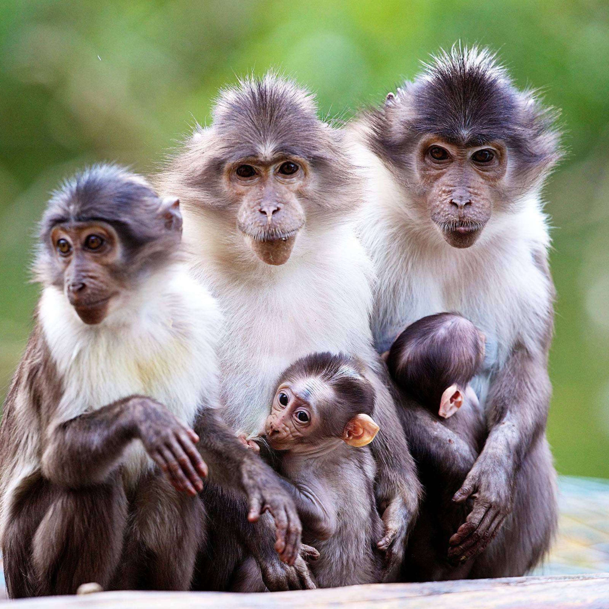 Fondo de pantalla Funny Monkeys With Their Babies 2048x2048