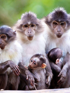 Das Funny Monkeys With Their Babies Wallpaper 240x320