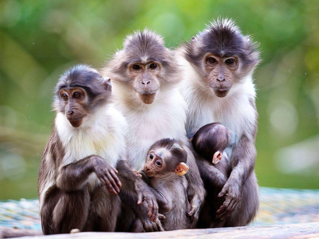 Das Funny Monkeys With Their Babies Wallpaper 640x480