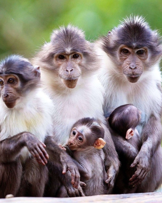 Kostenloses Funny Monkeys With Their Babies Wallpaper für Nokia X1-00
