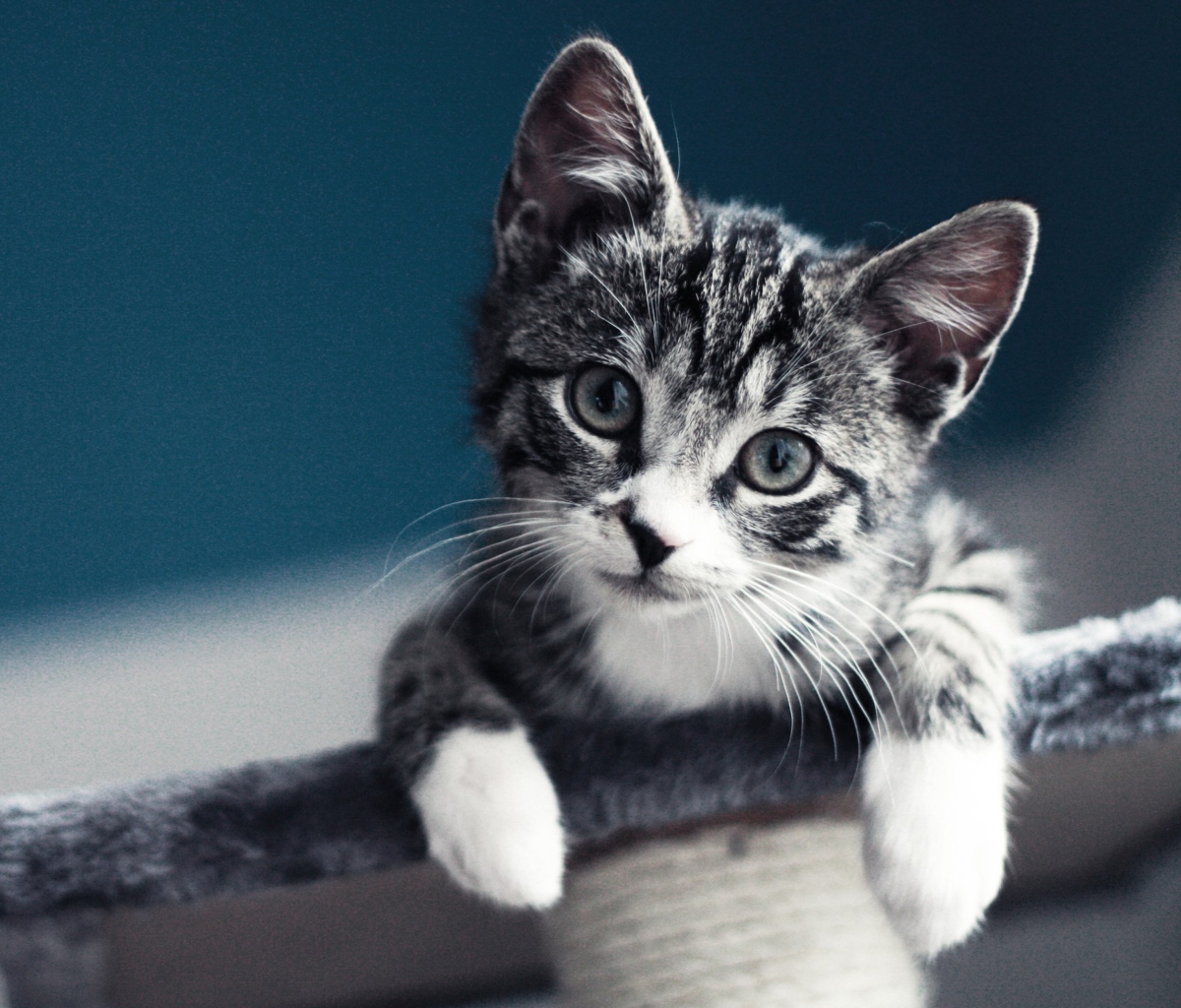Fondo de pantalla Cute Grey Kitten 1200x1024