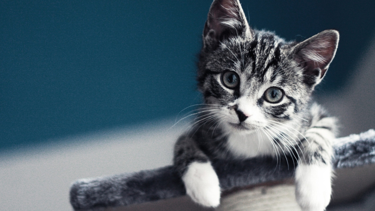 Das Cute Grey Kitten Wallpaper 1280x720