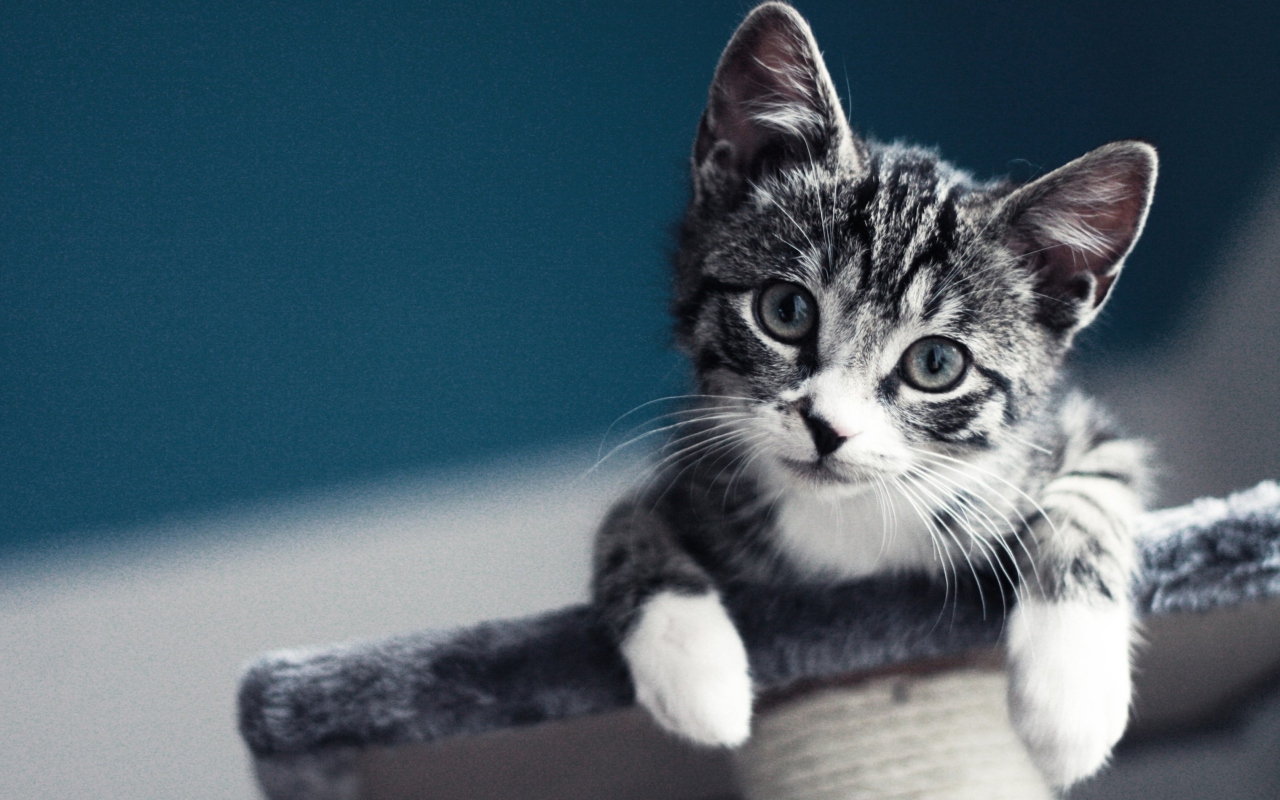 Fondo de pantalla Cute Grey Kitten 1280x800