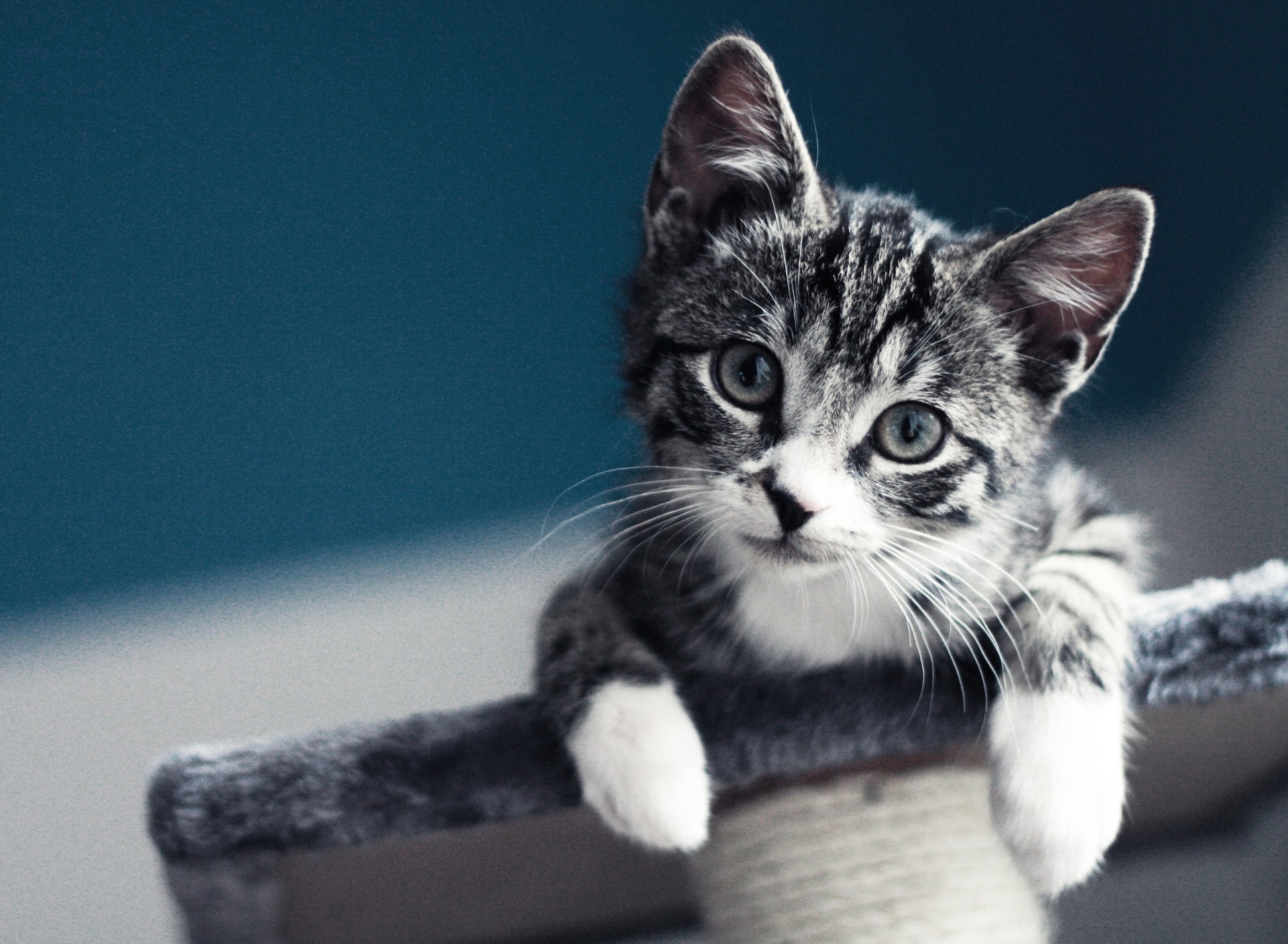 Fondo de pantalla Cute Grey Kitten 1920x1408