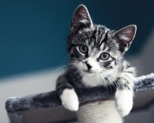 Das Cute Grey Kitten Wallpaper 220x176
