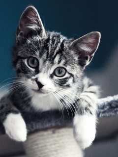 Cute Grey Kitten screenshot #1 240x320