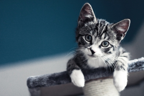 Fondo de pantalla Cute Grey Kitten 480x320