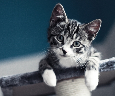 Sfondi Cute Grey Kitten 480x400