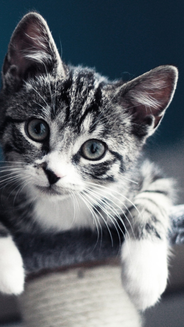 Das Cute Grey Kitten Wallpaper 640x1136