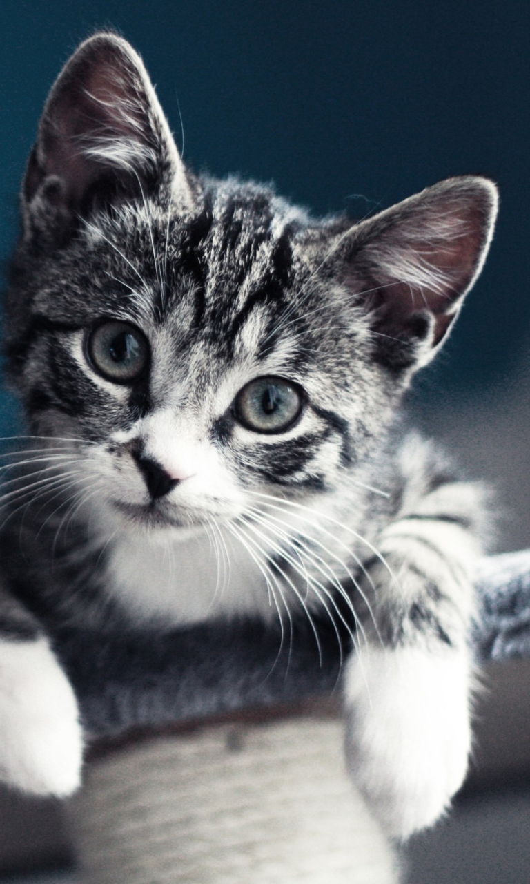 Screenshot №1 pro téma Cute Grey Kitten 768x1280