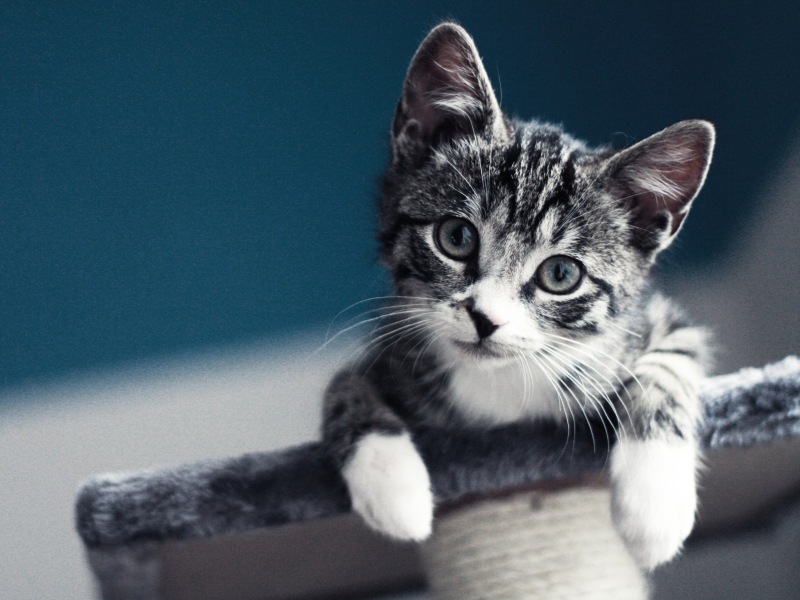 Cute Grey Kitten wallpaper 800x600