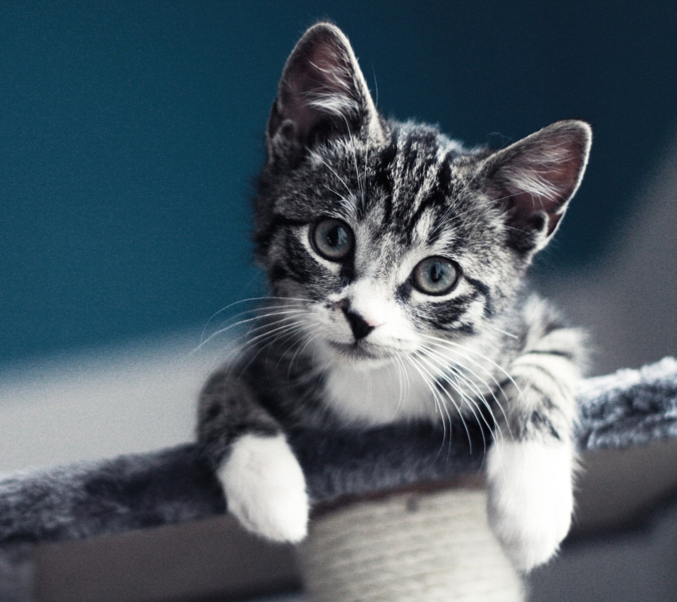 Das Cute Grey Kitten Wallpaper 960x854