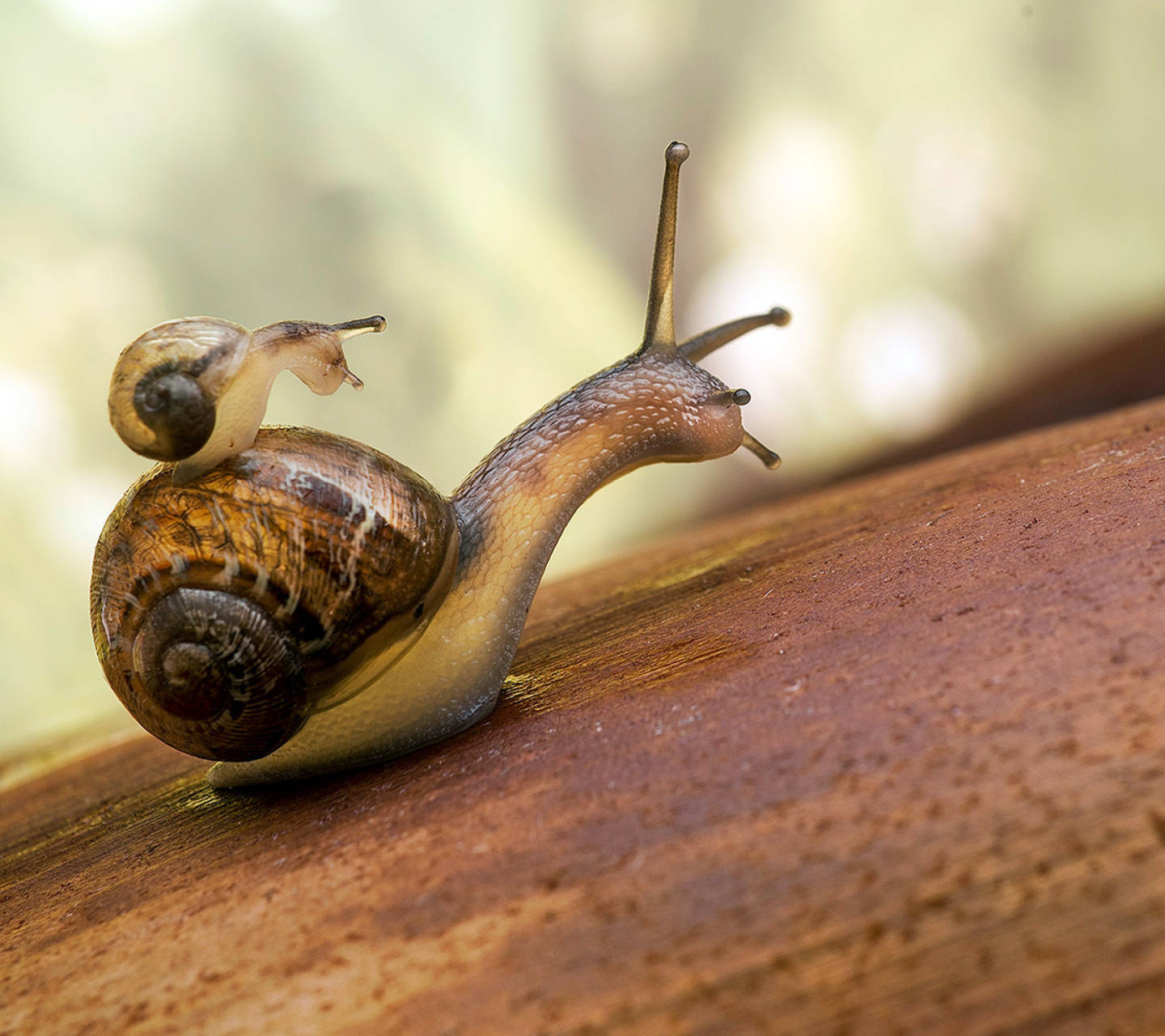 Sfondi Pond snails 1440x1280