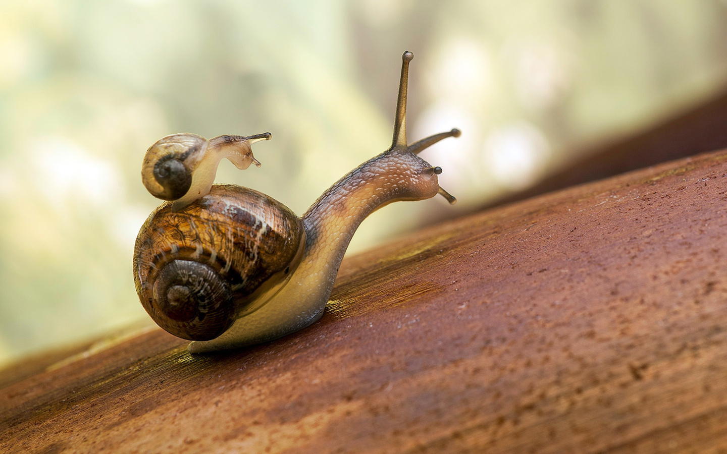 Pond snails wallpaper 1440x900