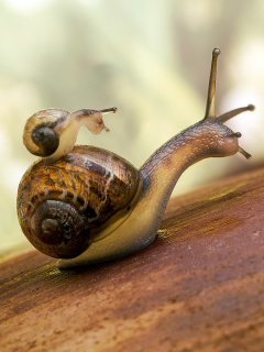 Fondo de pantalla Pond snails 240x320