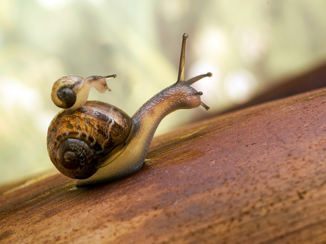 Pond snails wallpaper 640x480