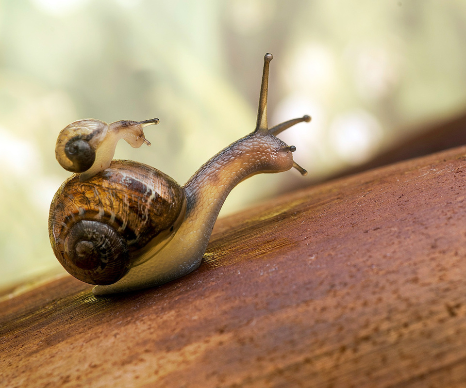 Pond snails wallpaper 960x800