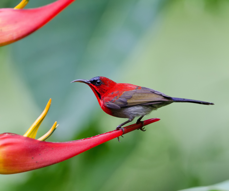 Das Redhead Bird Wallpaper 960x800