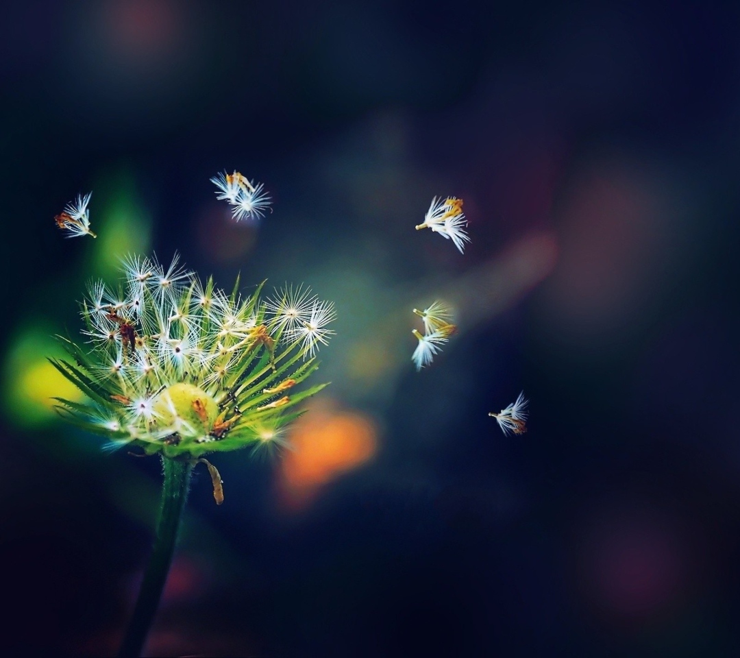 Sfondi Dandelion Seeds Macro 1080x960