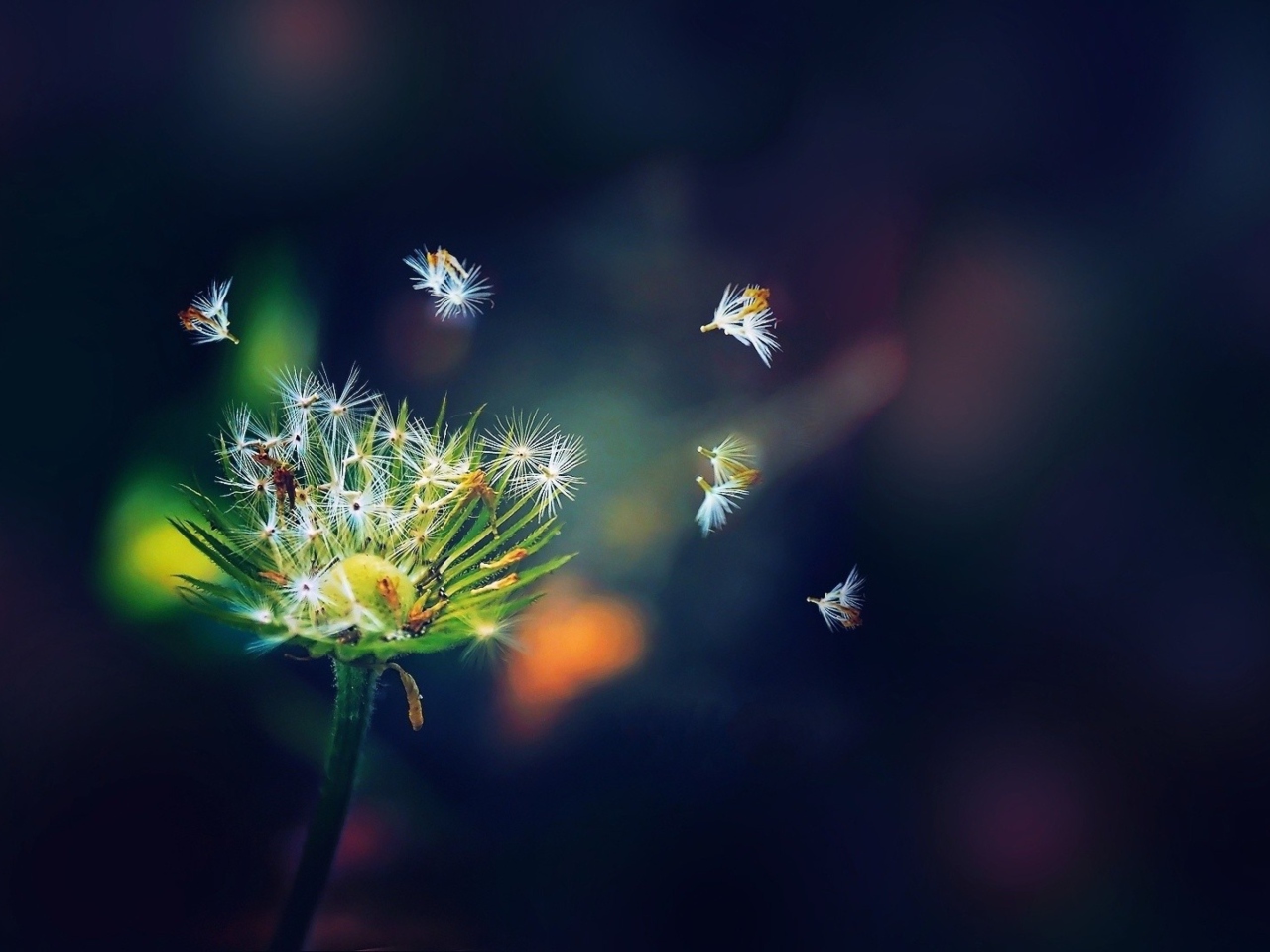 Dandelion Seeds Macro screenshot #1 1280x960
