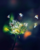 Das Dandelion Seeds Macro Wallpaper 128x160