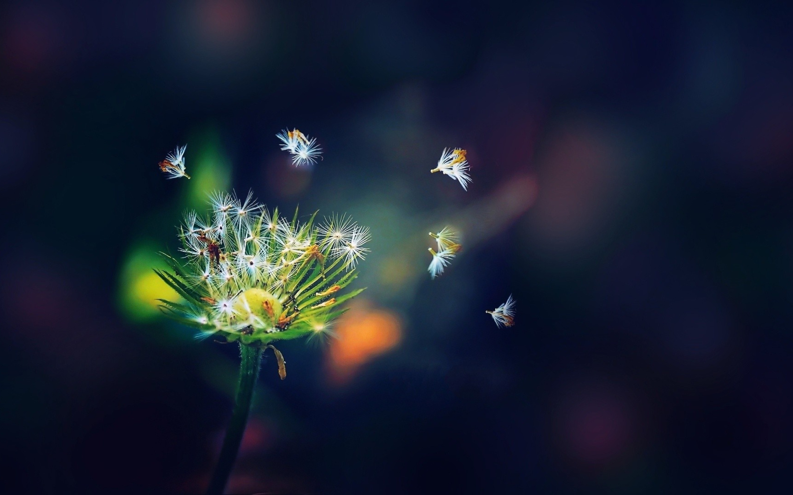 Dandelion Seeds Macro screenshot #1 2560x1600