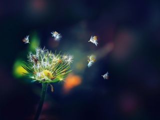 Dandelion Seeds Macro screenshot #1 320x240