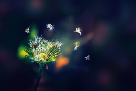 Dandelion Seeds Macro screenshot #1 480x320