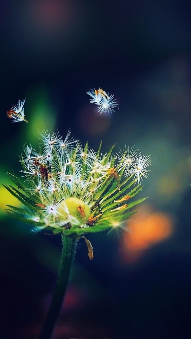 Dandelion Seeds Macro wallpaper 640x1136