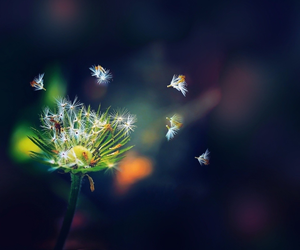 Fondo de pantalla Dandelion Seeds Macro 960x800