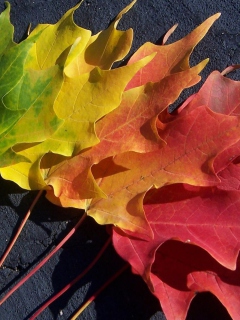 Autumn Spectrum screenshot #1 240x320