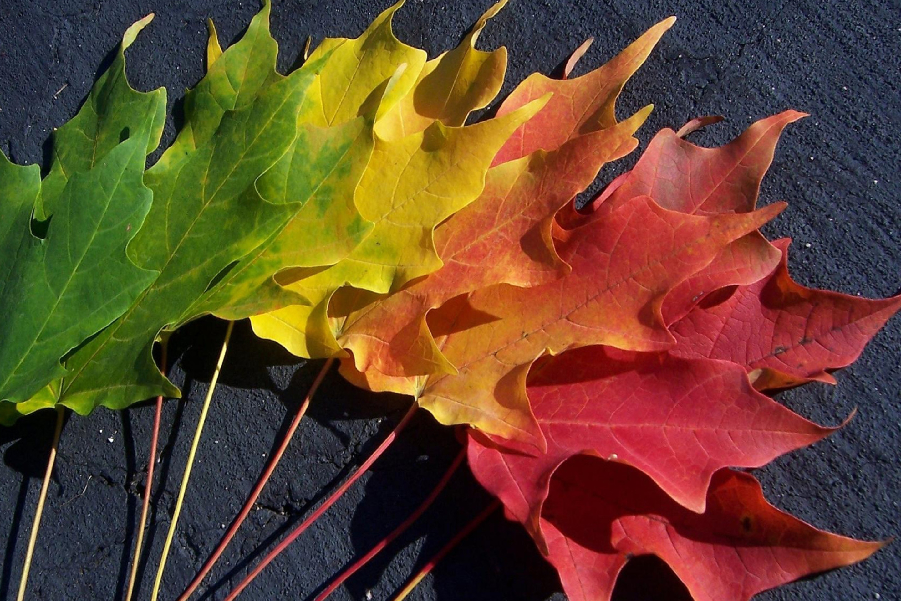 Каким цветом листья осенью. Осенние листья. Разноцветные листья. Разноцветные кленовые листья. Цвета осенних листьев.