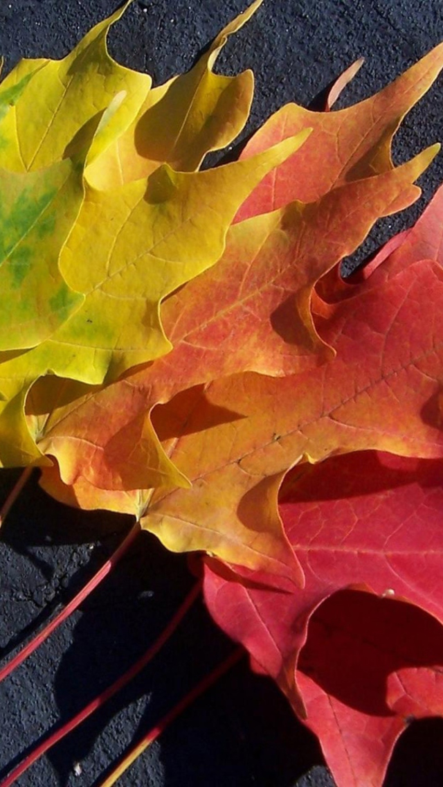 Autumn Spectrum wallpaper 640x1136
